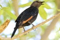 Tristram`s starling on a tree branch, Israel