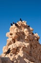 Tristram's starlings on the ruins of Masada