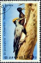 Tristram`s Woodpecker