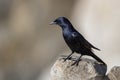 Tristram's starling, Onychognathus tristramii. The Asir Mountains, Saudi Arabia