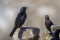 Tristram's starling, Onychognathus tristramii. The Asir Mountains, Saudi Arabia