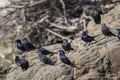 Tristram's starling, Onychognathus tristramii. The Asir Mountains, Saudi Arabia