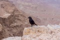 Tristramstar Bird on Mezada Herodes Fortress National park Land
