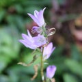 Triteleia laxa flower Close up