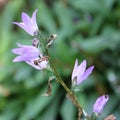 Triteleia laxa flower Close up Royalty Free Stock Photo