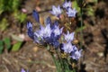 Triteleia laxa `Murielae` bloom in June in the garden. Berlin, Germany