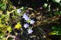 Triteleia laxa \