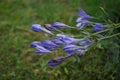 Triteleia laxa `Queen Fabiola` is a triplet lily. Germany
