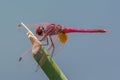 Trithemis annulata, known commonly as the violet dropwing,