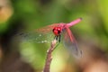 Trithemis annulata