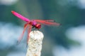 Trithemis Aurora