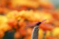 Trithemis aurora or crimson marsh glider dragonfly purple perched at branch