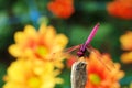 Trithemis aurora or crimson marsh glider dragonfly purple perched at branch Royalty Free Stock Photo