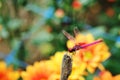 Trithemis aurora or crimson marsh glider dragonfly purple perched at branch