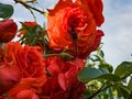 Trithemis aurora male dragonfly. A beautiful red dragonfly rests on a luxurious coral-colored rose flower at sunset. Yellow-pink Royalty Free Stock Photo