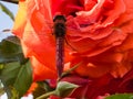 Trithemis aurora male dragonfly. A beautiful red dragonfly rests on a luxurious coral-colored rose flower at sunset. Yellow-pink Royalty Free Stock Photo