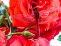 Trithemis aurora male dragonfly. A beautiful red dragonfly rests on a luxurious coral-colored rose flower at sunset. Yellow-pink Royalty Free Stock Photo