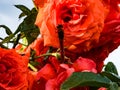 Trithemis aurora male dragonfly. A beautiful red dragonfly rests on a luxurious coral-colored rose flower at sunset. Yellow-pink Royalty Free Stock Photo