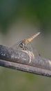 Trithemis a beautiful dragonfly