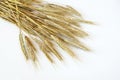 Triticale