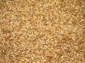 Triticale