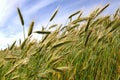 Triticale crop Royalty Free Stock Photo