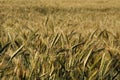 Triticale crop Royalty Free Stock Photo