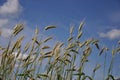 Triticale crop Royalty Free Stock Photo