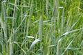 Triticale crop in green Royalty Free Stock Photo