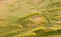 Triticale ears Royalty Free Stock Photo