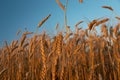 Triticale ears lit by the evening sun Royalty Free Stock Photo