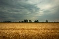 Triticale field and dark clouds on the sky, Nowiny, Poland Royalty Free Stock Photo