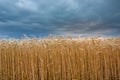 Triticale field and dark rainy clouds Royalty Free Stock Photo