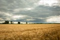 Triticale field and gray clouds on the sky Royalty Free Stock Photo