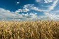 Ears of triticale and white clouds in the blue sky Royalty Free Stock Photo