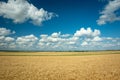 Triticale field, horizon and white clouds on sky Royalty Free Stock Photo