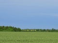 Triticale field lat. Triticosecale and rapeseed field in the distance Royalty Free Stock Photo