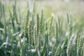 Triticale field after rain Royalty Free Stock Photo