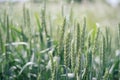 Triticale field after rain Royalty Free Stock Photo