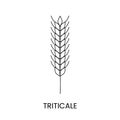 Triticale line icon in vector, illustration of a cereal plant.