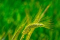 Triticale plant on the meadow Royalty Free Stock Photo