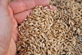 Triticale seed Royalty Free Stock Photo