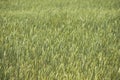 Triticale (Triticum x Secale) crops Royalty Free Stock Photo