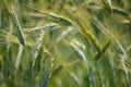 Triticale (Triticum x Secale) crops Royalty Free Stock Photo