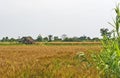 Indian village with ripen wheat crop and a small hut