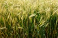 Triticum aestivum Royalty Free Stock Photo