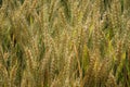 Triticum aestivum