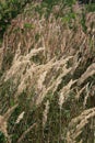 Triticum monococcum on a field