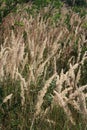 Triticum monococcum on a field Royalty Free Stock Photo
