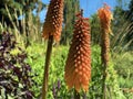 Tritomea Kniphofia uvaria L., Torch lily, Red hot poker, Die Schopf-Fackellilie, Traubige Fackellilie oder Traubige Tritome